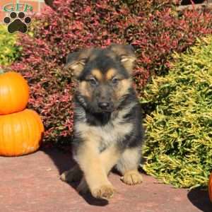 Rustle, German Shepherd Puppy