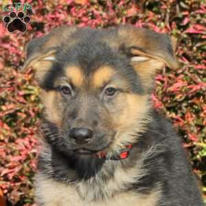 Rustle, German Shepherd Puppy