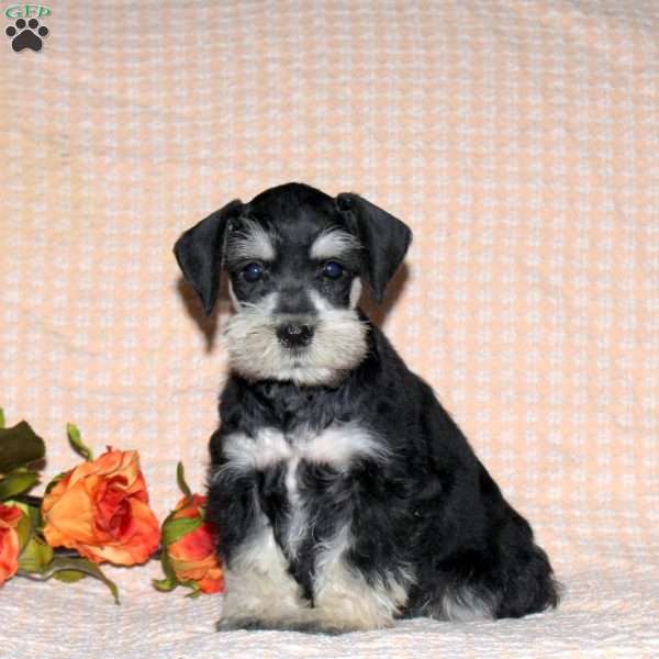 Rusty, Miniature Schnauzer Puppy