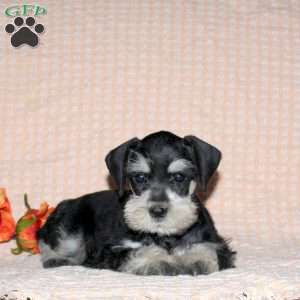 Rusty, Miniature Schnauzer Puppy