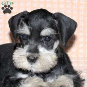 Rusty, Miniature Schnauzer Puppy
