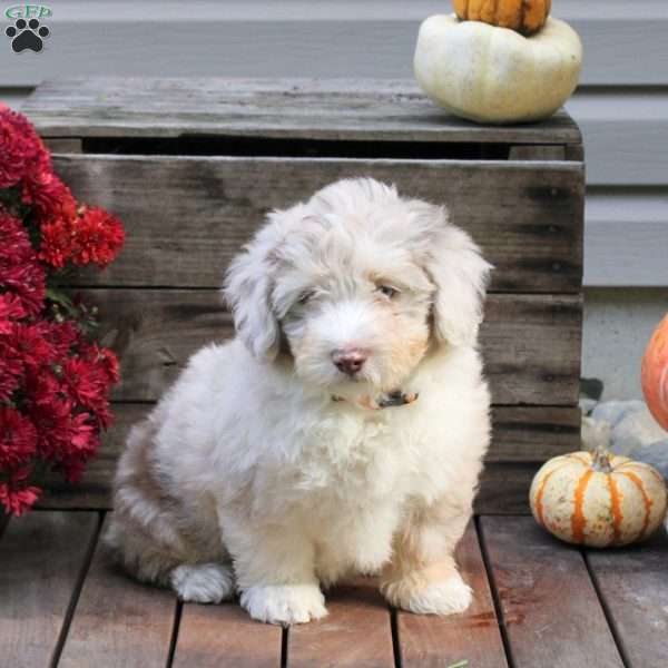 Ryan, Miniature Australian Shepherd Mix Puppy