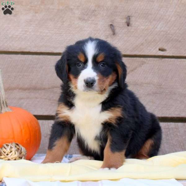 Ryan, Bernese Mountain Dog Puppy