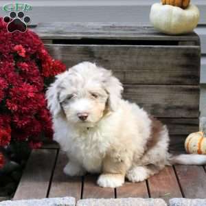 Ryan, Miniature Australian Shepherd Mix Puppy