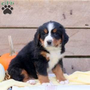 Ryan, Bernese Mountain Dog Puppy