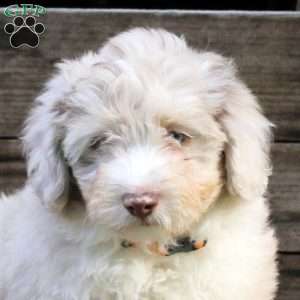 Ryan, Miniature Australian Shepherd Mix Puppy