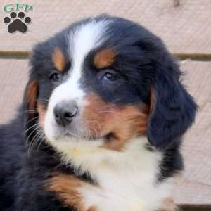 Ryan, Bernese Mountain Dog Puppy