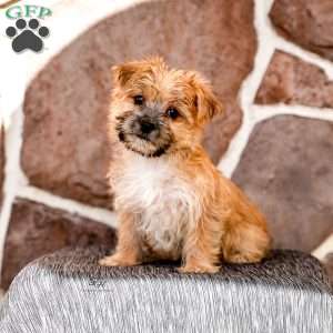 Elaine, Morkie / Yorktese Puppy