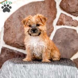 Elaine, Morkie / Yorktese Puppy