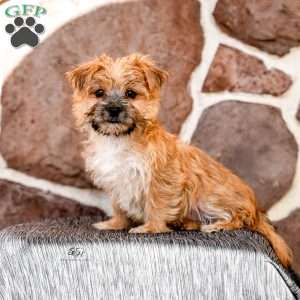 Elaine, Morkie / Yorktese Puppy