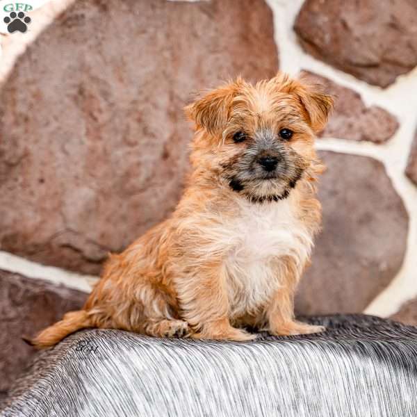 Elaine, Morkie / Yorktese Puppy