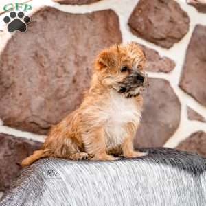 Elaine, Morkie / Yorktese Puppy