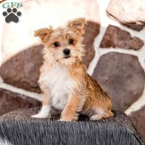 Ella, Morkie / Yorktese Puppy