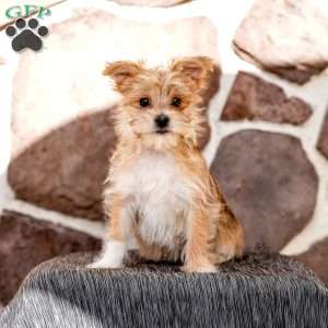 Ella, Morkie / Yorktese Puppy