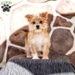 Ella, Morkie / Yorktese Puppy