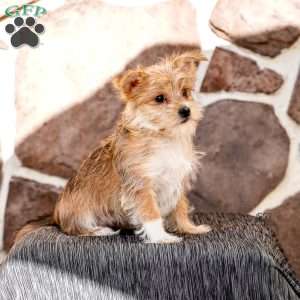 Ella, Morkie / Yorktese Puppy