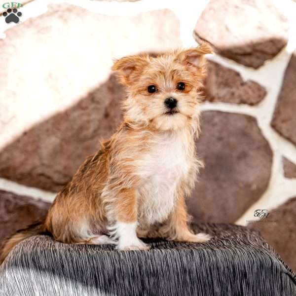 Ella, Morkie / Yorktese Puppy