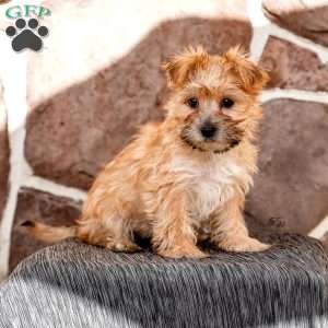 Ellen, Morkie / Yorktese Puppy