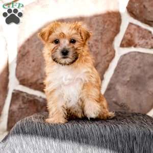 Ellen, Morkie / Yorktese Puppy