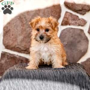 Ellen, Morkie / Yorktese Puppy