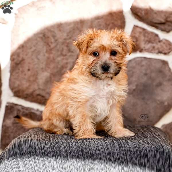 Ellen, Morkie / Yorktese Puppy