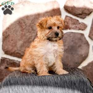 Ellen, Morkie / Yorktese Puppy
