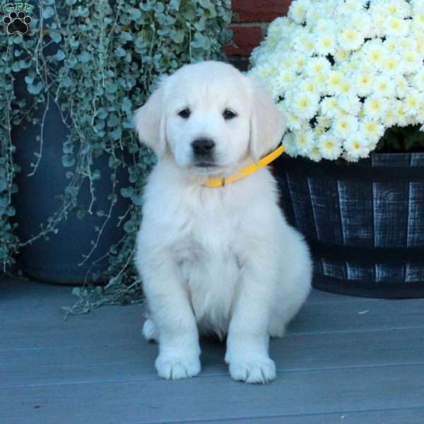 Sabrina, English Cream Golden Retriever Puppy