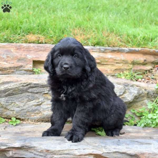 Sabrina, Newfoundland Puppy