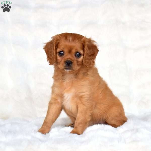 Sabrina, Cavapoo Puppy