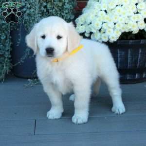 Sabrina, English Cream Golden Retriever Puppy