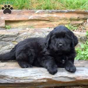 Sabrina, Newfoundland Puppy