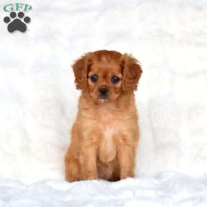 Sabrina, Cavapoo Puppy