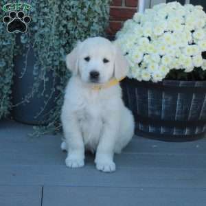 Sabrina, English Cream Golden Retriever Puppy