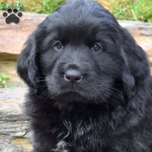 Sabrina, Newfoundland Puppy