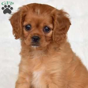 Sabrina, Cavapoo Puppy