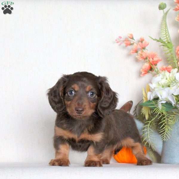 Saffron-Mini, Dachshund Puppy
