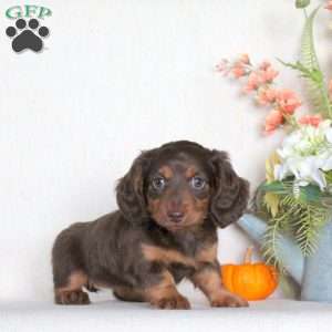 Saffron-Mini, Dachshund Puppy