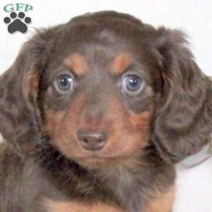 Saffron-Mini, Dachshund Puppy