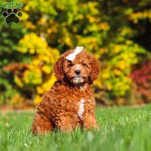 Sage, Cockapoo Puppy