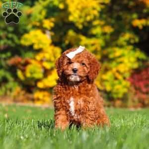 Sage, Cockapoo Puppy