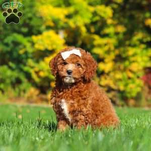 Sage, Cockapoo Puppy