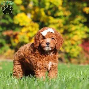 Sage, Cockapoo Puppy