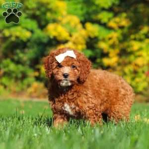Sage, Cockapoo Puppy