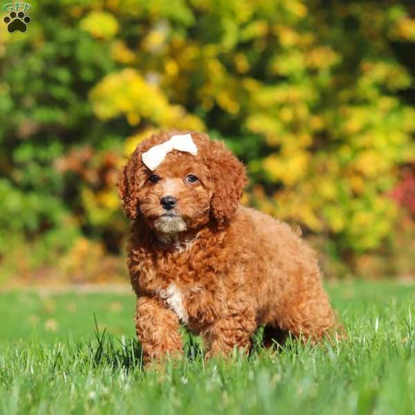 Sage, Cockapoo Puppy