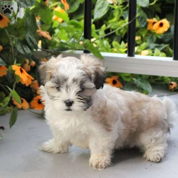 Sage, Maltese Mix Puppy