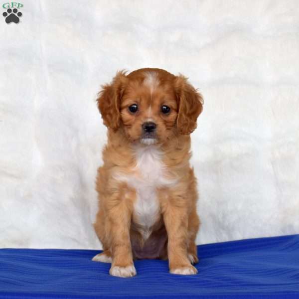 Sage, Cavapoo Puppy