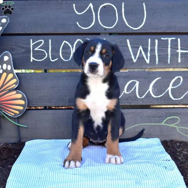 Sage, Greater Swiss Mountain Dog Puppy