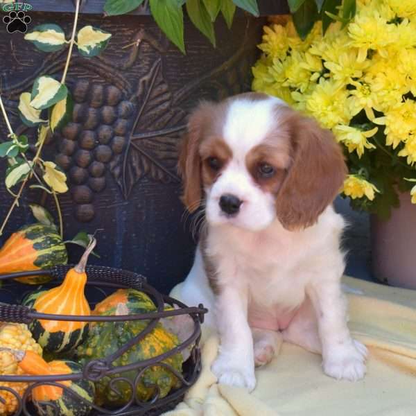 Sage, Cavalier King Charles Spaniel Puppy