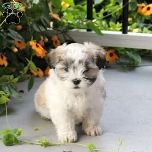 Sage, Maltese Mix Puppy