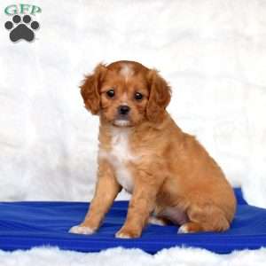 Sage, Cavapoo Puppy